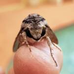 Agrius godarti (Godart’s Hawkmoth), Alice Springs NT