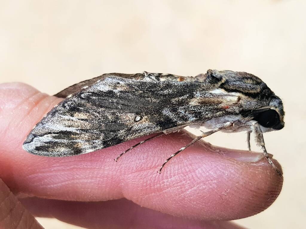 Agrius godarti (Godart’s Hawkmoth), Alice Springs NT