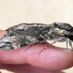 Agrius godarti (Godart’s Hawkmoth), Alice Springs NT
