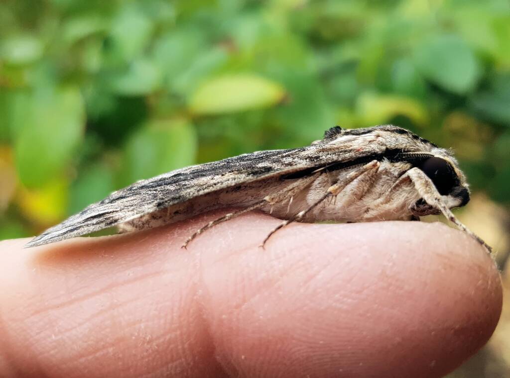 Agrius godarti (Godart’s Hawkmoth), Alice Springs NT