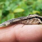 Agrius godarti (Godart’s Hawkmoth), Alice Springs NT