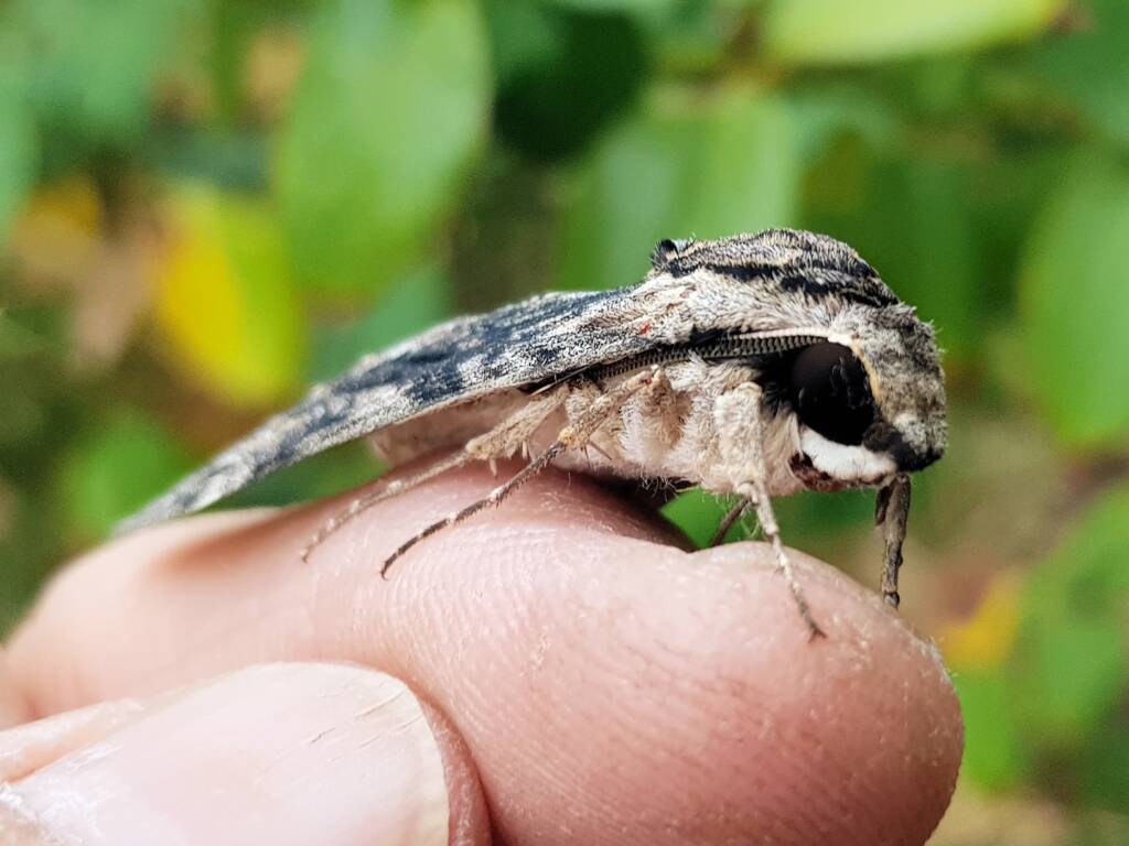 Agrius godarti (Godart’s Hawkmoth), Alice Springs NT