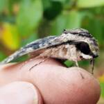 Agrius godarti (Godart’s Hawkmoth), Alice Springs NT