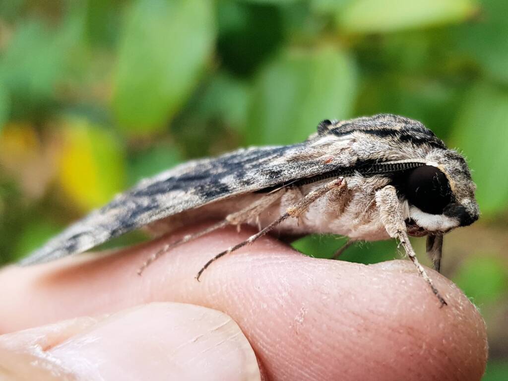 Agrius godarti (Godart’s Hawkmoth), Alice Springs NT