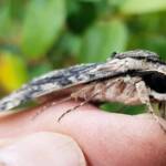 Agrius godarti (Godart’s Hawkmoth), Alice Springs NT