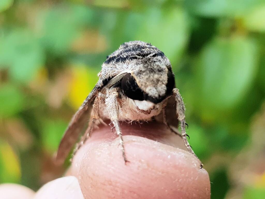 Agrius godarti (Godart’s Hawkmoth), Alice Springs NT