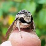 Agrius godarti (Godart’s Hawkmoth), Alice Springs NT