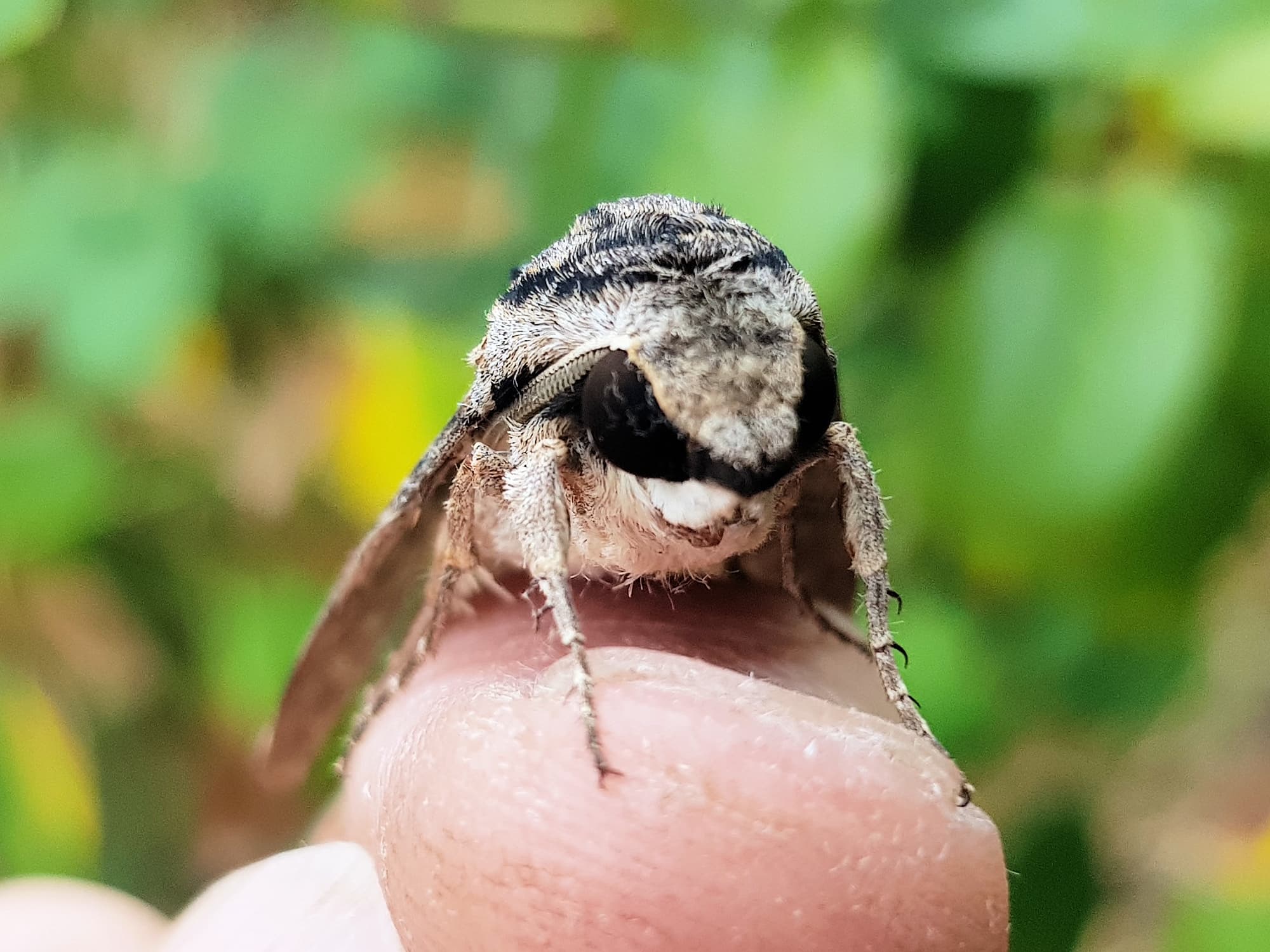 Agrius godarti (Godart’s Hawkmoth), Alice Springs NT