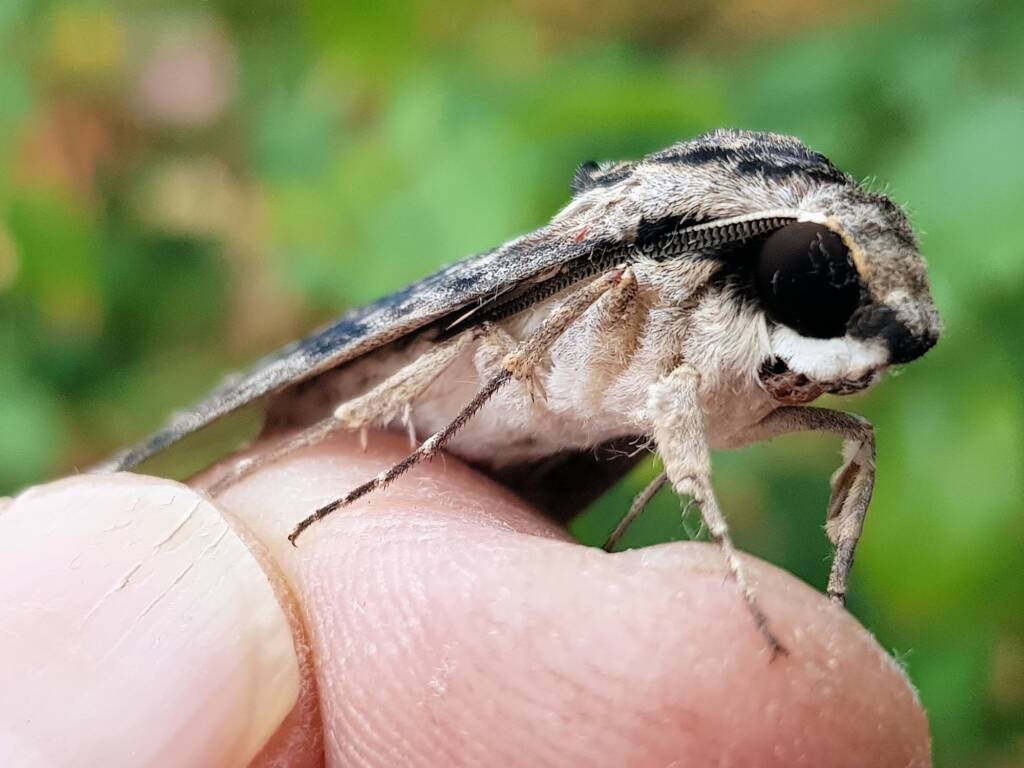 Agrius godarti (Godart’s Hawkmoth), Alice Springs NT