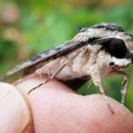 Agrius godarti (Godart’s Hawkmoth), Alice Springs NT