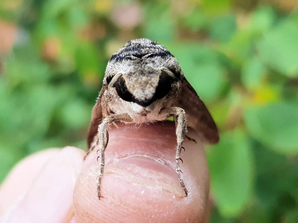 Agrius godarti (Godart’s Hawkmoth), Alice Springs NT