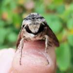 Agrius godarti (Godart’s Hawkmoth), Alice Springs NT