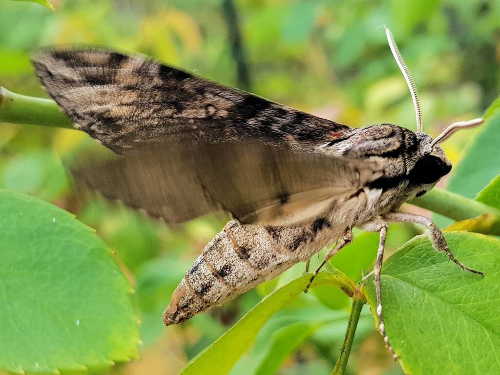 Agrius godarti (Godart’s Hawkmoth), Alice Springs NT