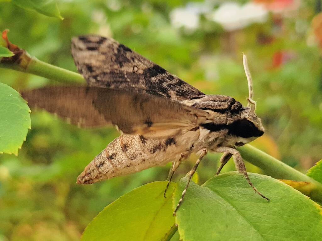 Agrius godarti (Godart’s Hawkmoth), Alice Springs NT