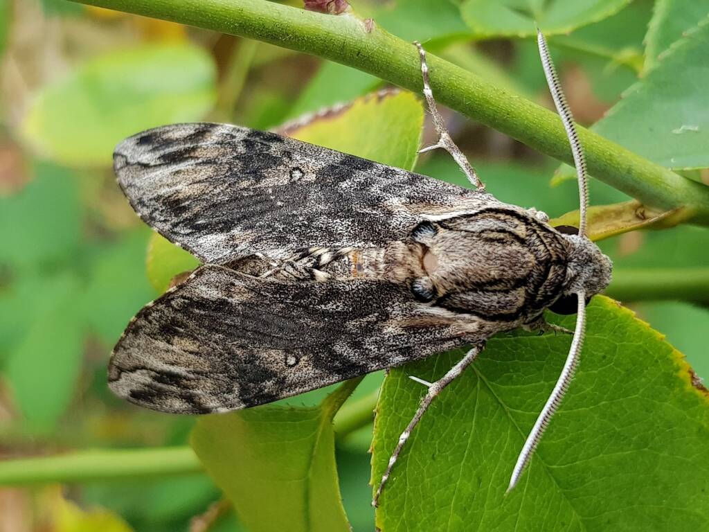 Agrius godarti (Godart’s Hawkmoth), Alice Springs NT