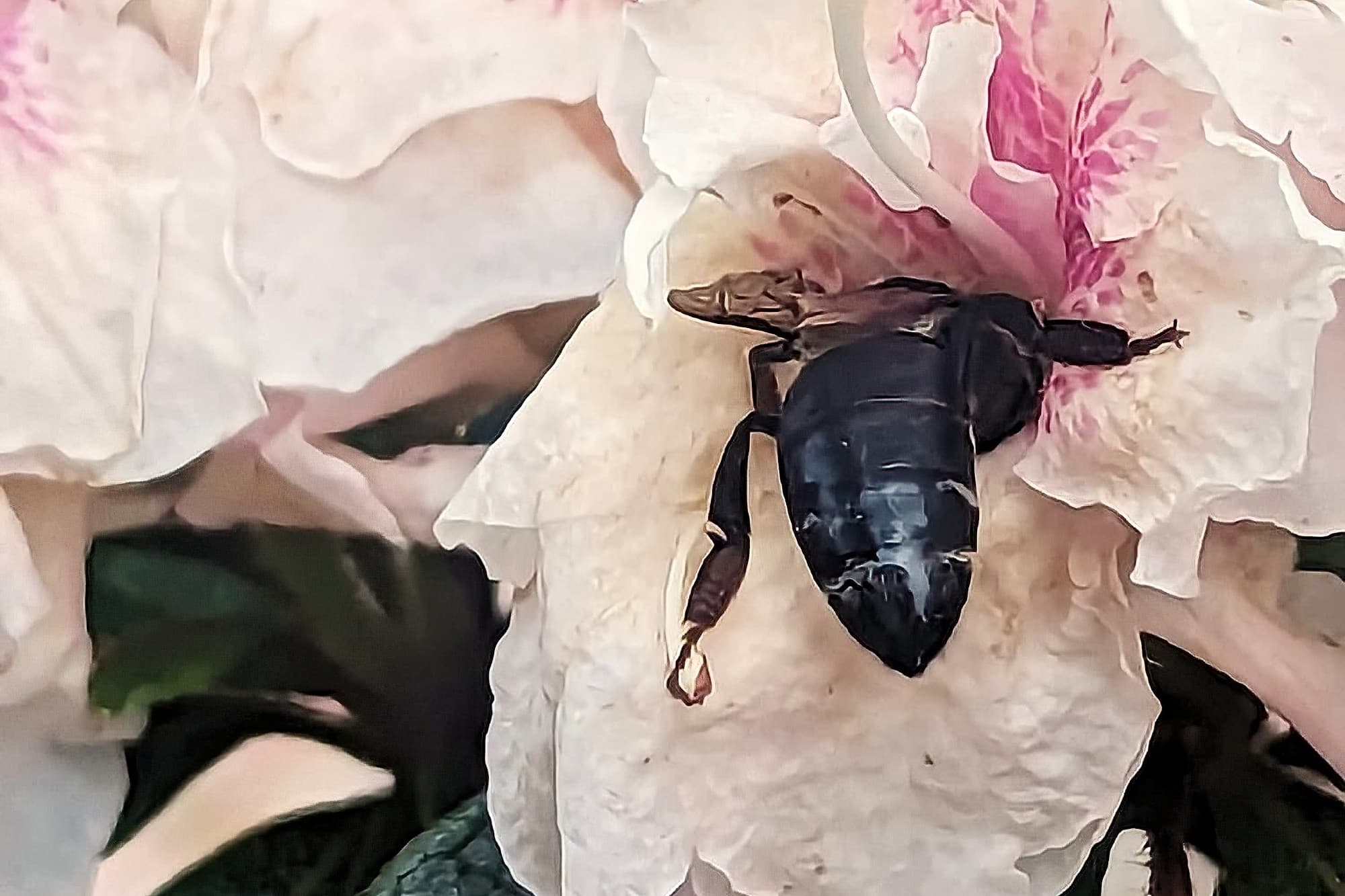 Apis mellifera, Sydney NSW © Emily Olive