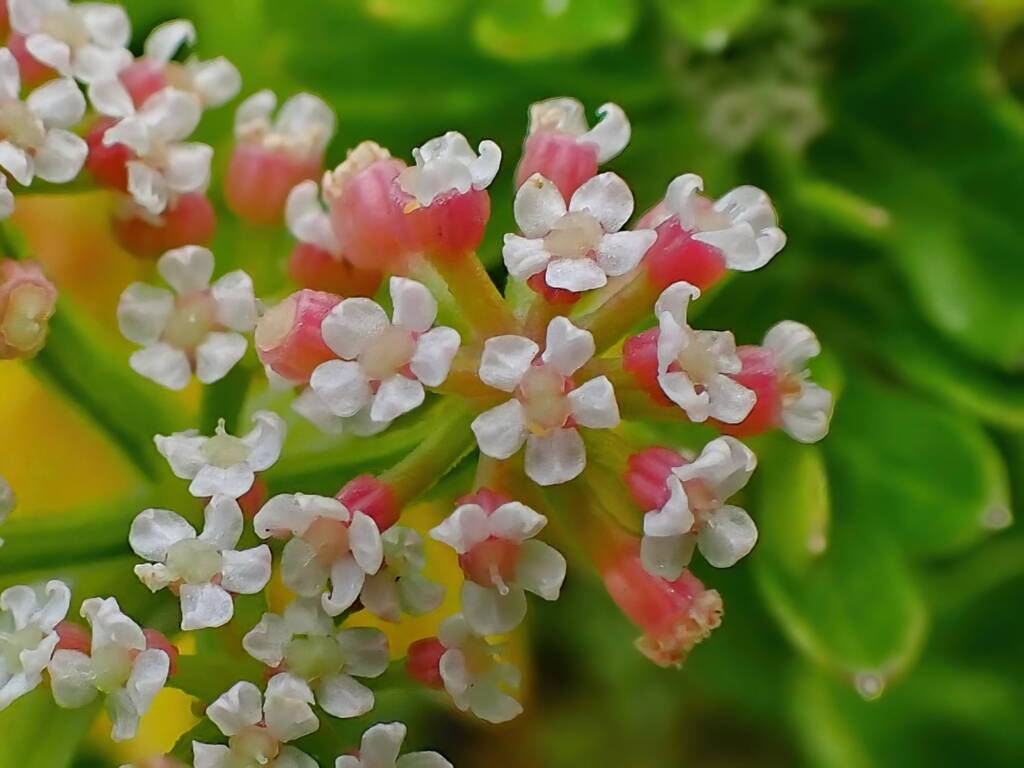 Apium prostratum subsp. prostratum var filiforme (Sea celery), South Coast WA © Terry Dunham