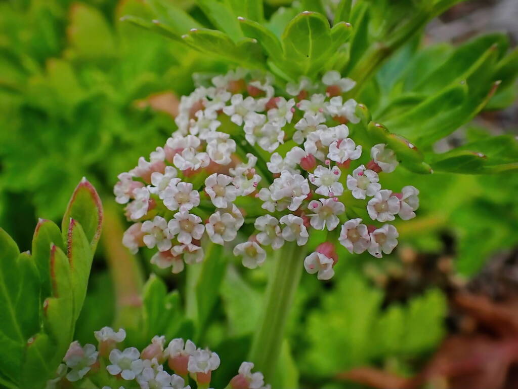 Apium prostratum subsp. prostratum var filiforme (Sea celery), South Coast WA © Terry Dunham