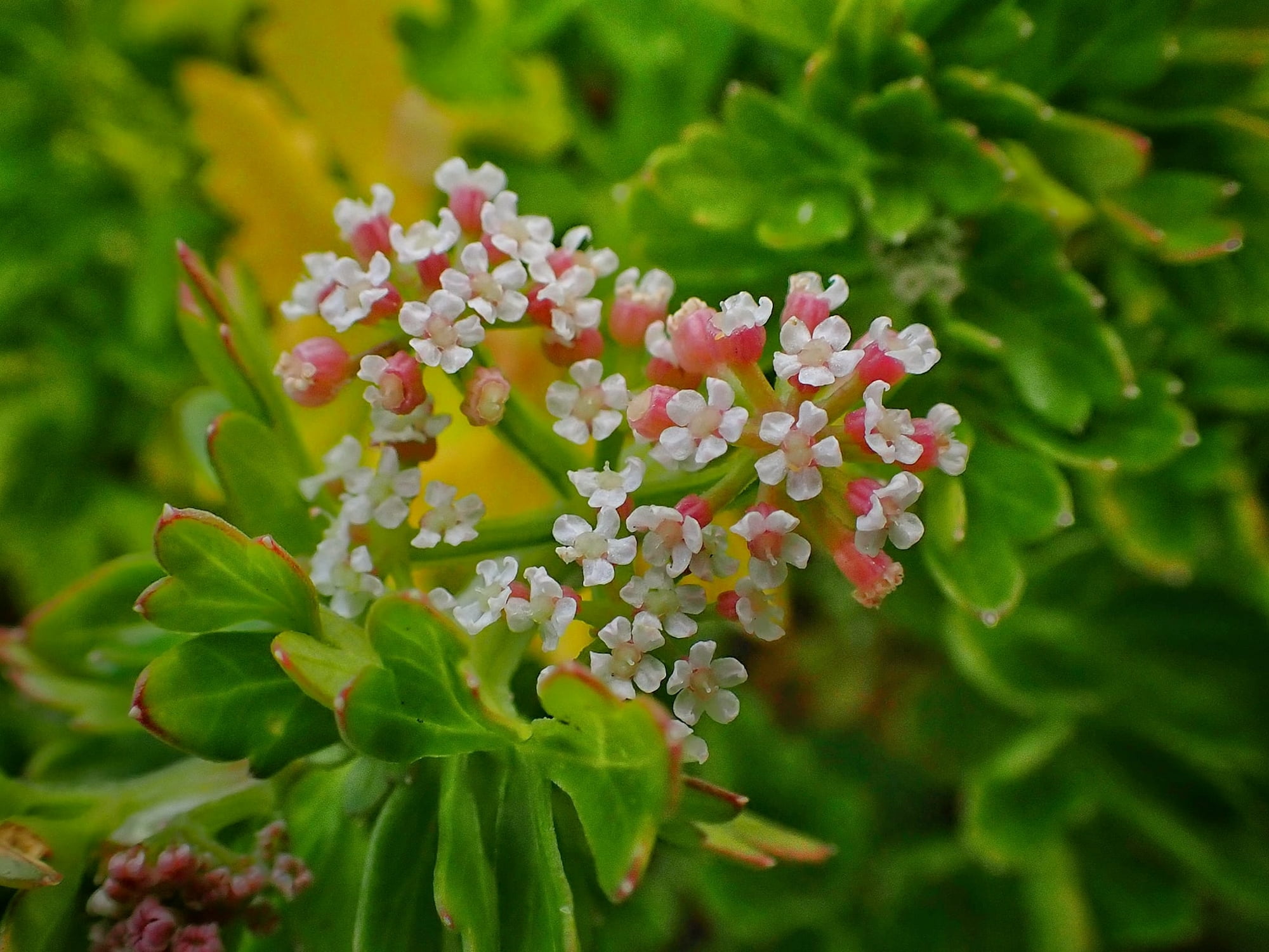Apium prostratum subsp. prostratum var filiforme (Sea celery), South Coast WA © Terry Dunham