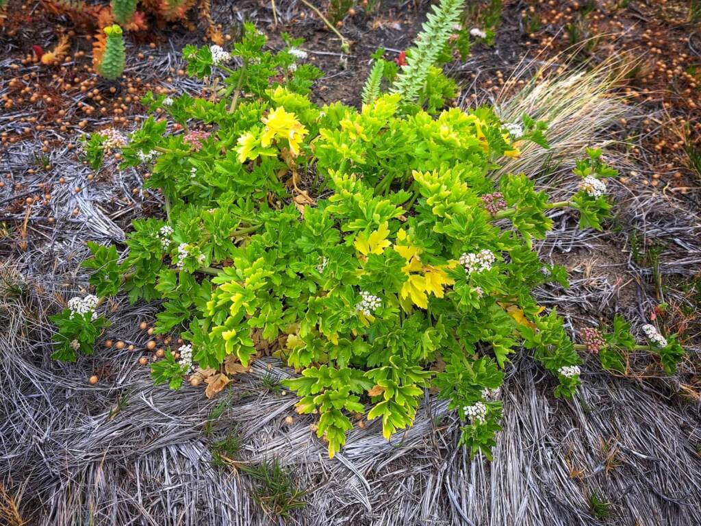 Apium prostratum subsp. prostratum var filiforme (Sea celery), South Coast WA © Terry Dunham