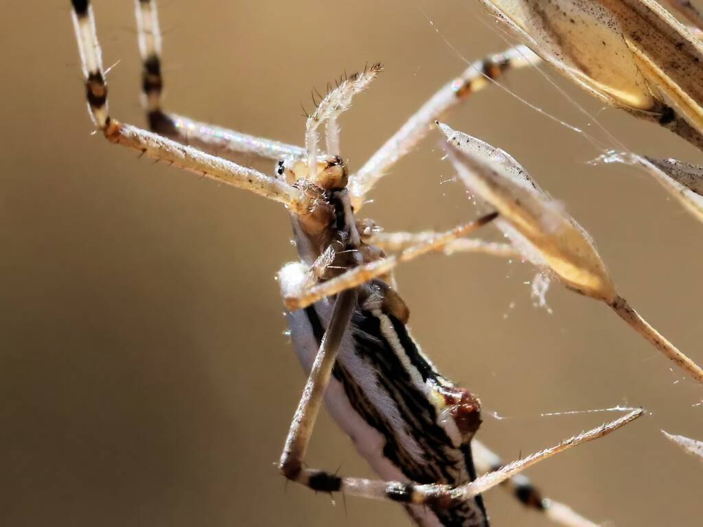 Longtailed Orb-weaving Spider (Argiope protensa), Maryvale Road, Central Australia NT © Dorothy Latimer