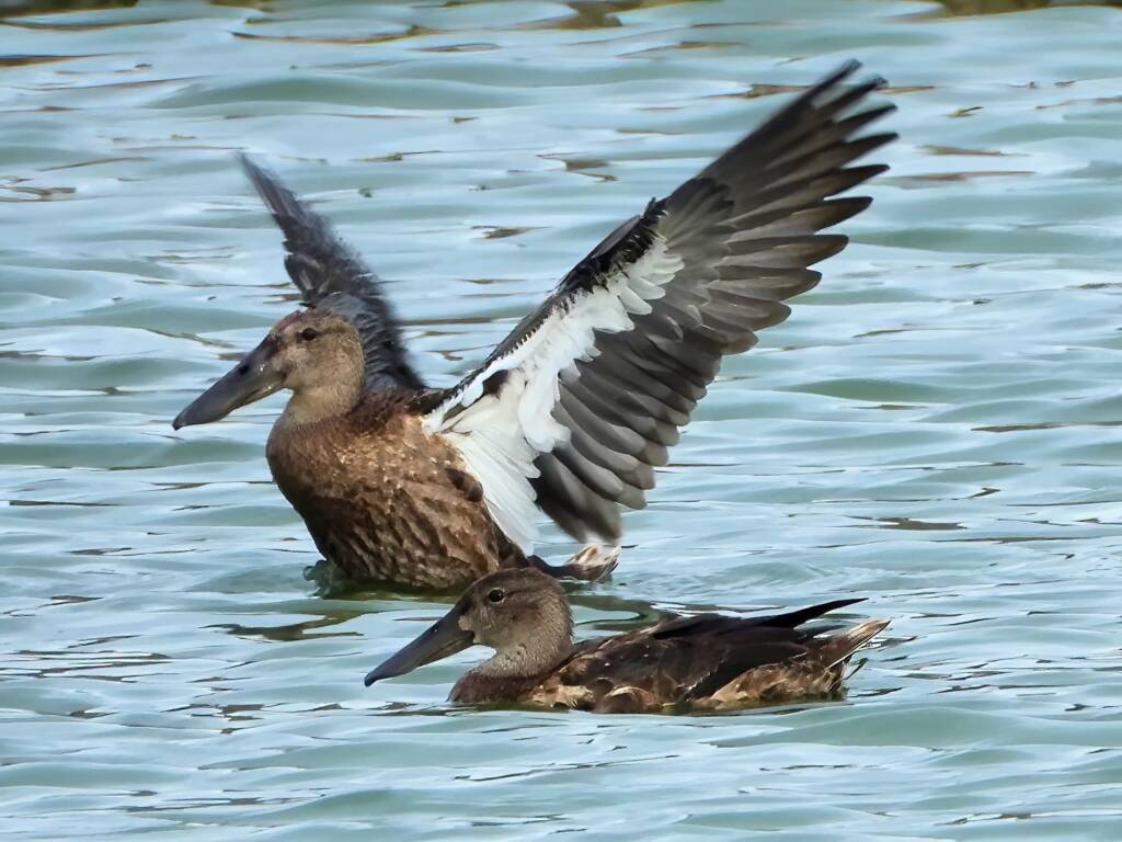 Australasian Shoveler (Spatula rhynchotis), Alice Springs Sewage Ponds, NT © Dorothy Latimer