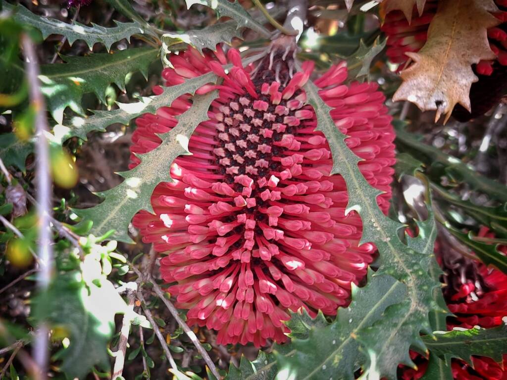 Banksia caleyi (Red Lantern Banksia / Caley's Banksia), Great Southern Region WA © Terry Dunham