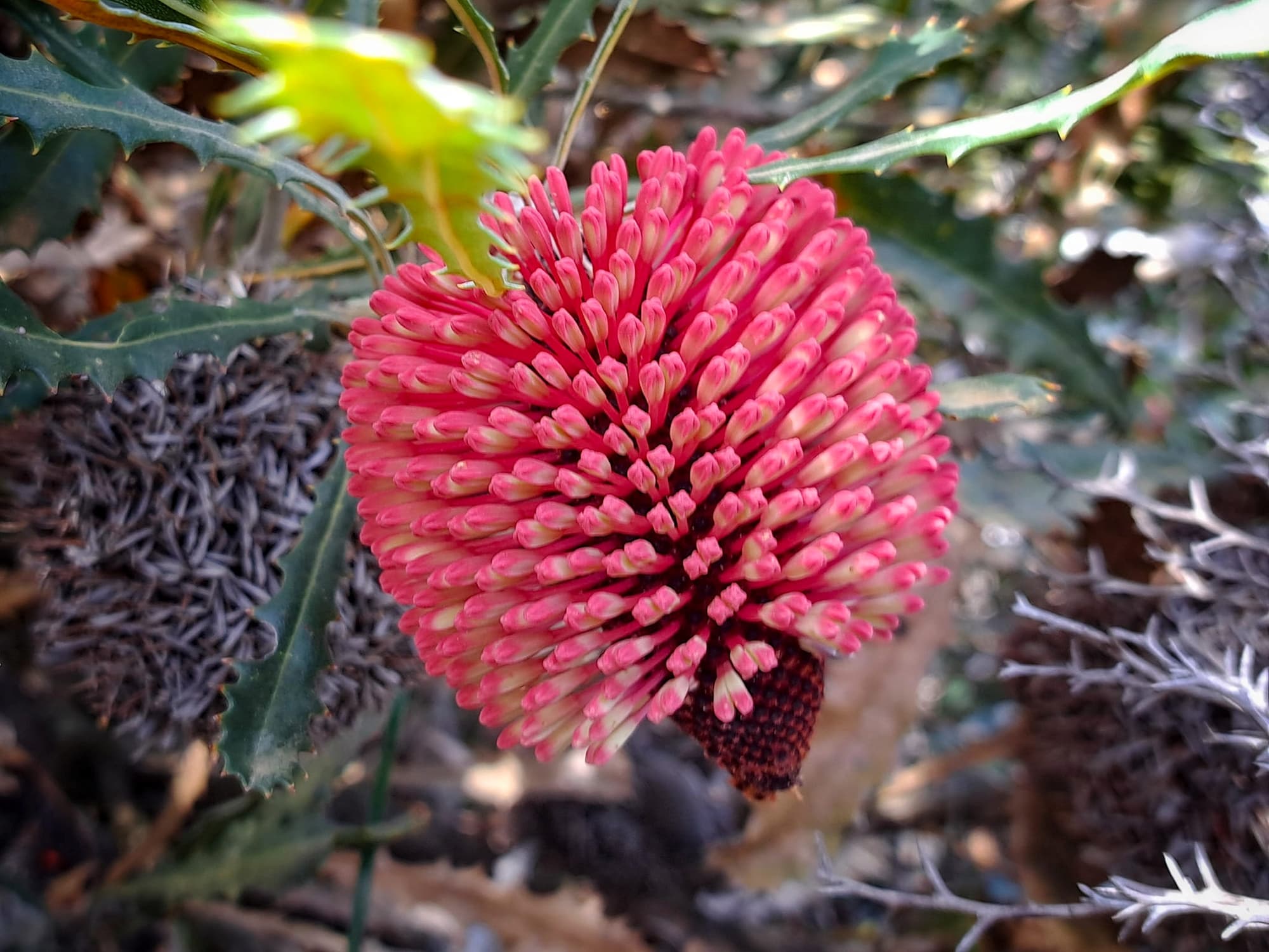 Banksia caleyi (Red Lantern Banksia / Caley's Banksia), Great Southern Region WA © Terry Dunham