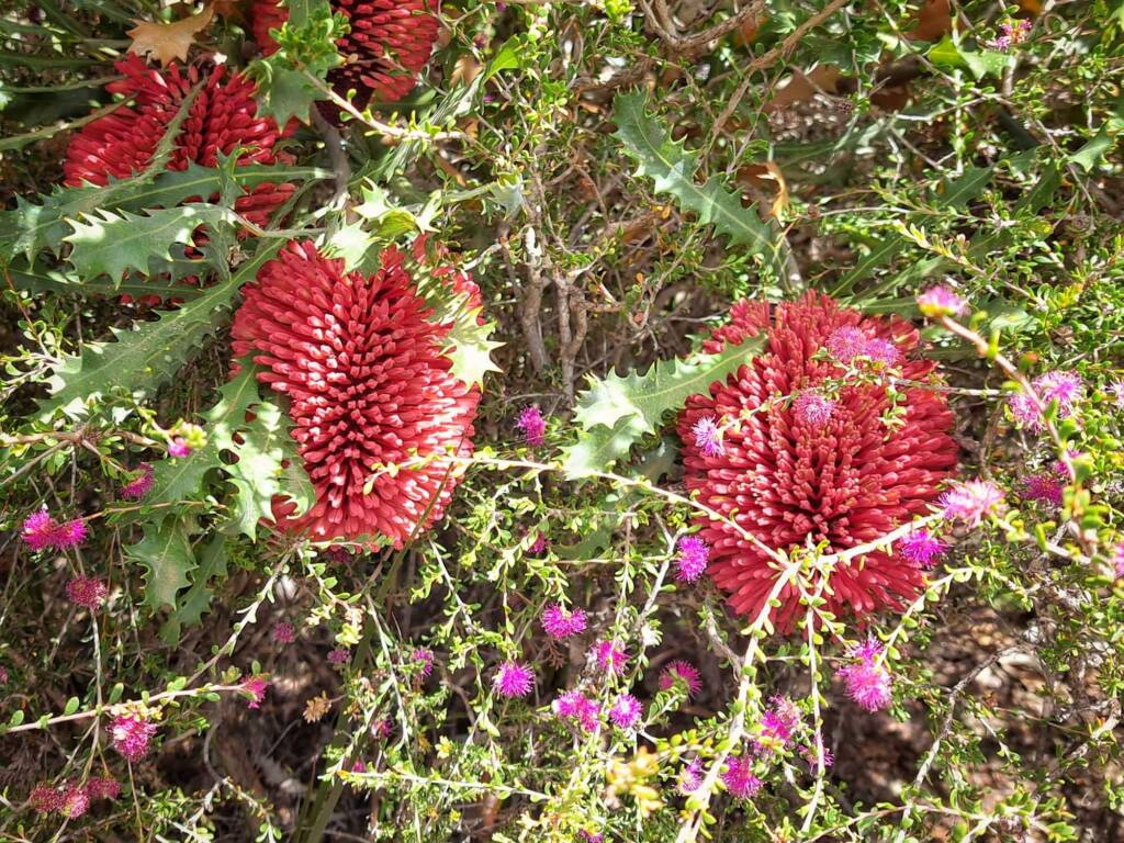 Banksia caleyi (Red Lantern Banksia / Caley's Banksia), Great Southern Region WA © Terry Dunham