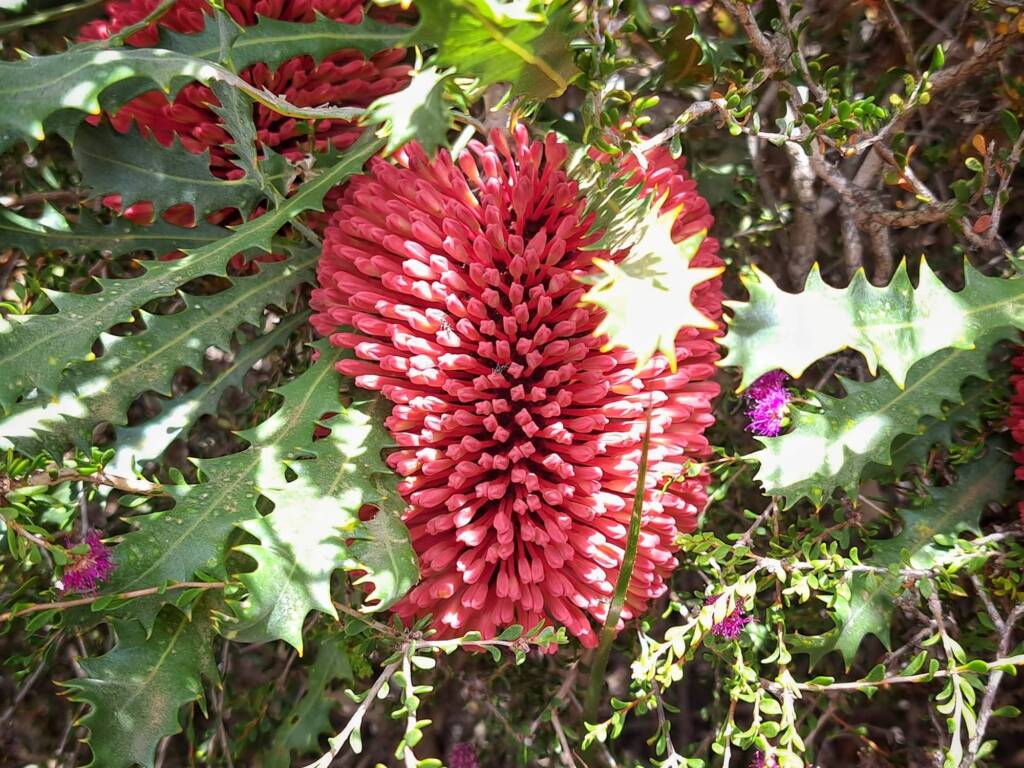 Banksia caleyi (Red Lantern Banksia / Caley's Banksia), Great Southern Region WA © Terry Dunham