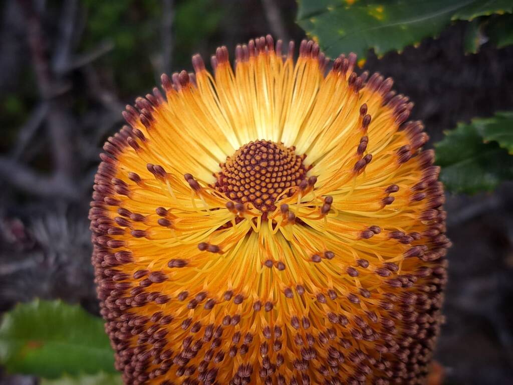 Banksia media (Southern plains Banksia), South Coast WA © Terry Dunham