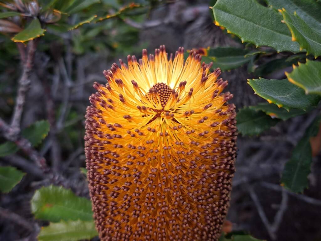 Banksia media (Southern plains Banksia), South Coast WA © Terry Dunham