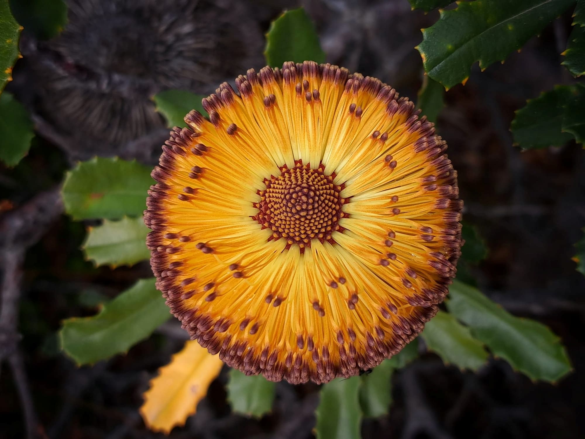 Banksia media (Southern plains Banksia), South Coast WA © Terry Dunham