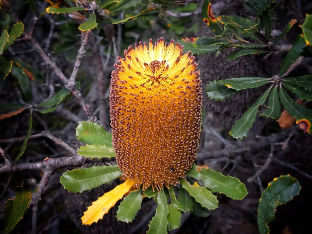Banksia media (Southern plains Banksia), South Coast WA © Terry Dunham