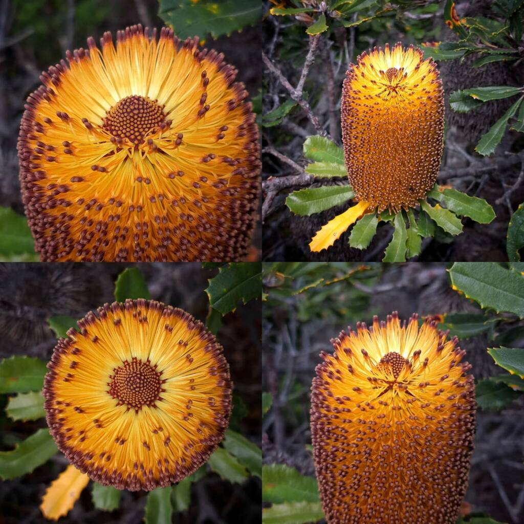 Banksia media (Southern plains Banksia), South Coast WA © Terry Dunham
