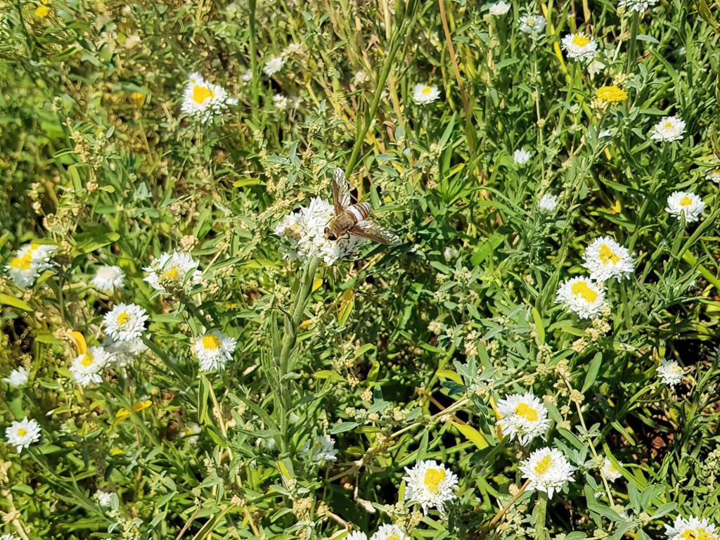 Ligyra cingulata - Bee Fly, Alice Springs Desert Park NT