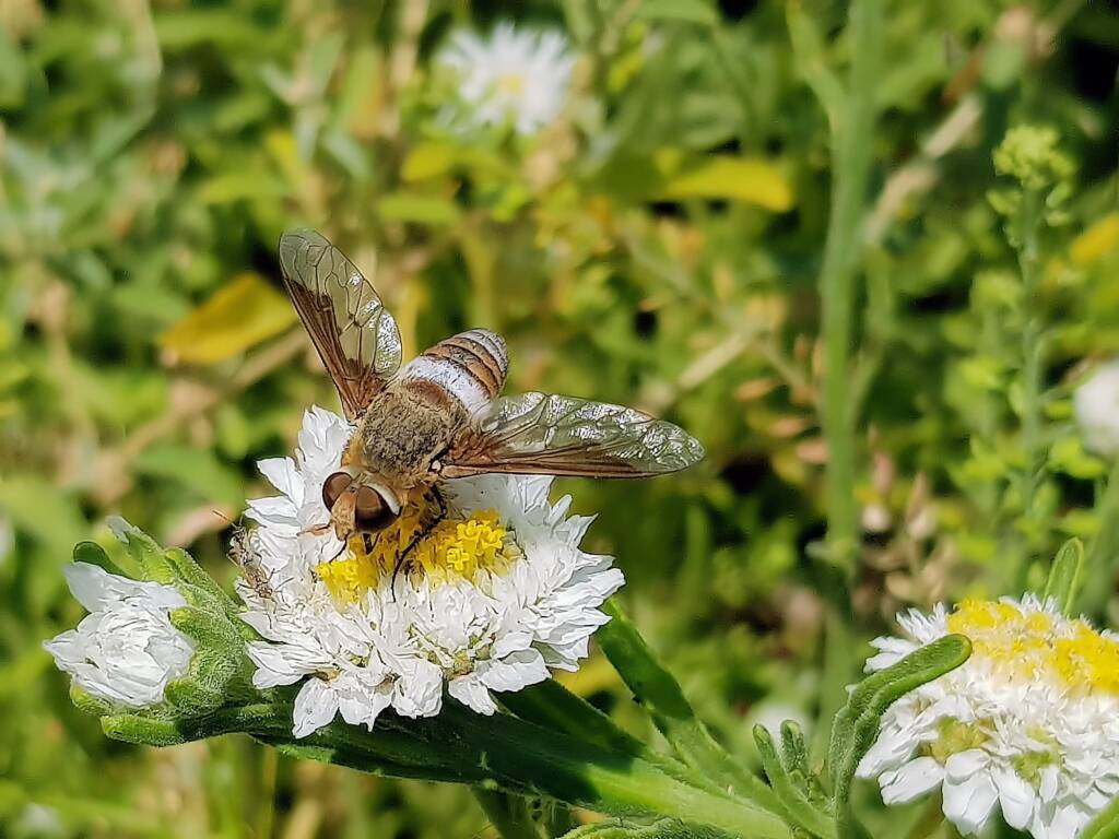 Ligyra cingulata - Bee Fly, Alice Springs Desert Park NT