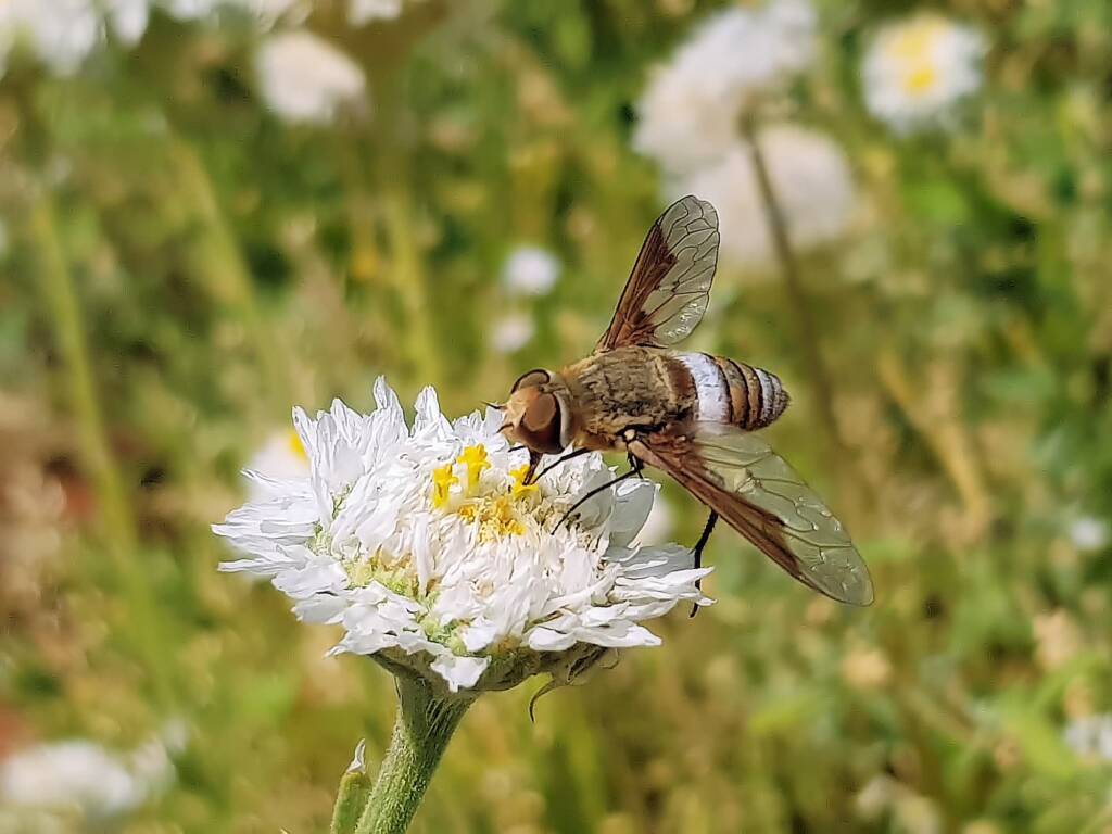 Ligyra cingulata - Bee Fly, Alice Springs Desert Park NT