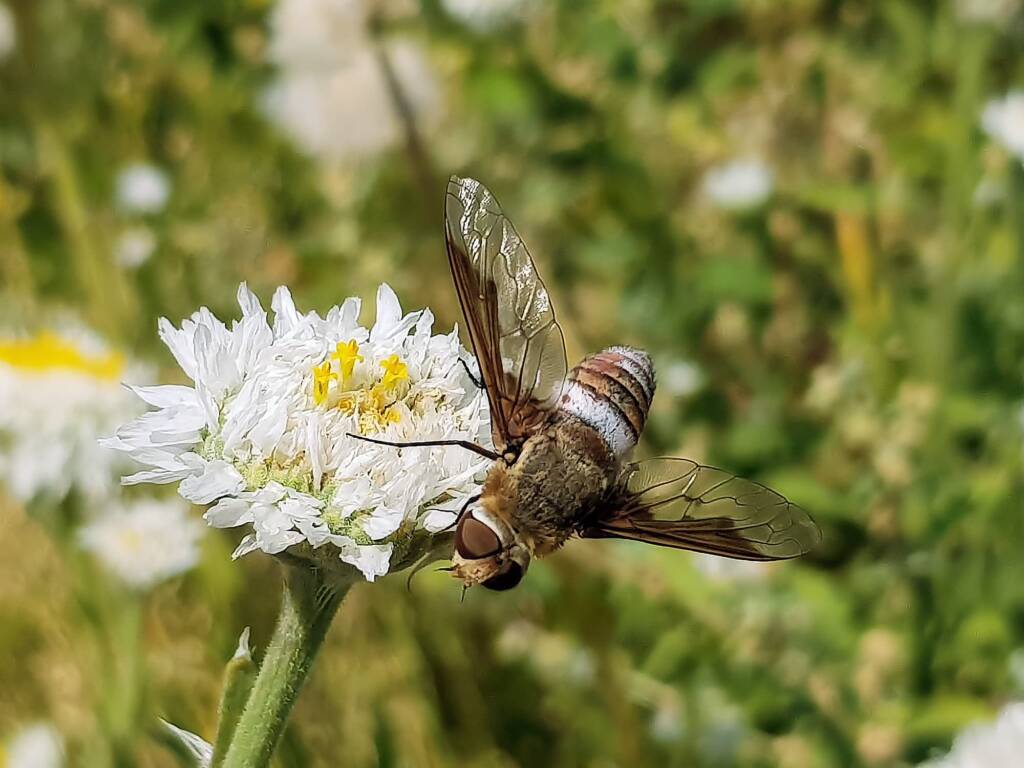 Ligyra cingulata - Bee Fly, Alice Springs Desert Park NT