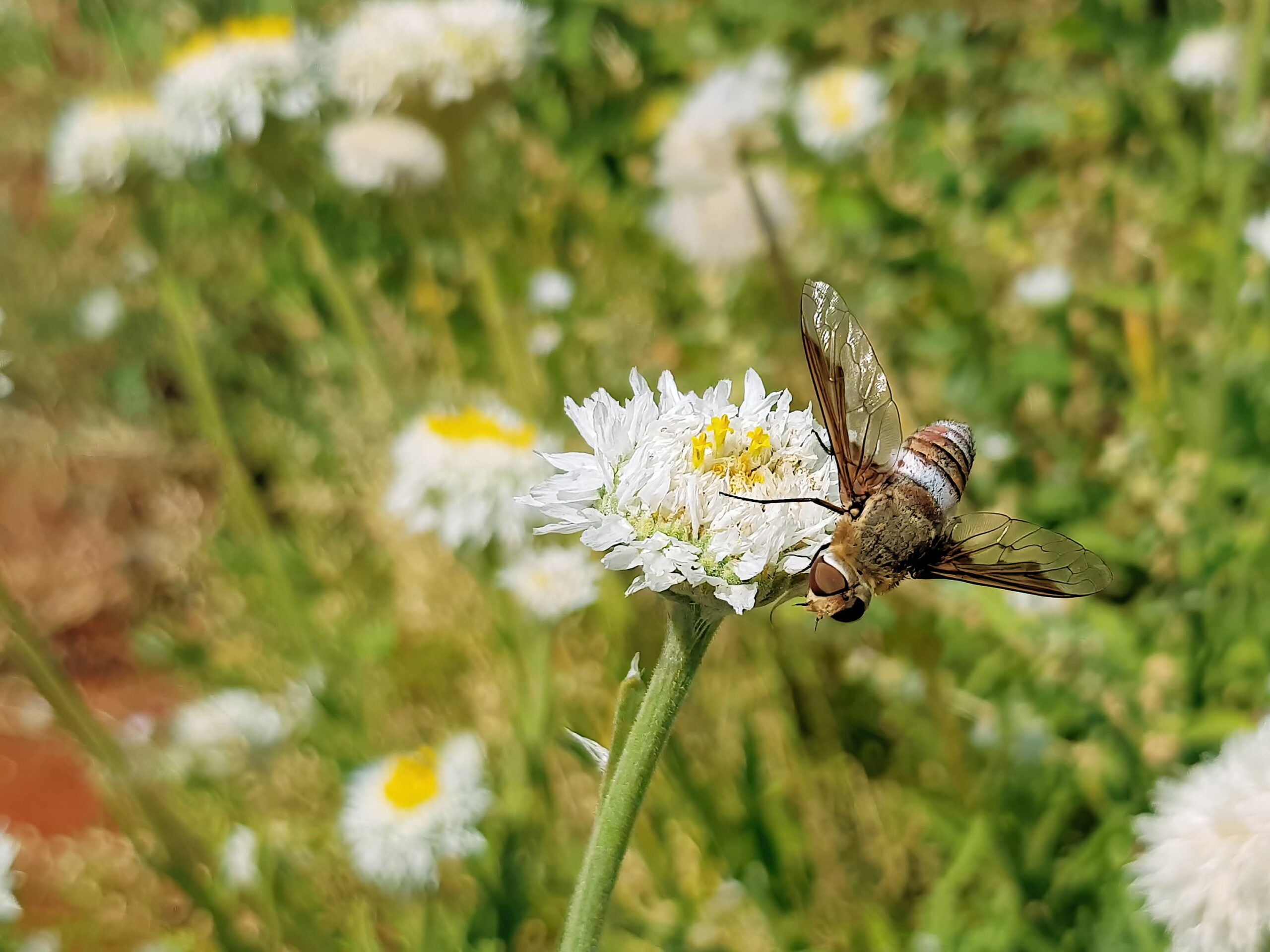 Ligyra cingulata - Bee Fly, Alice Springs Desert Park NT