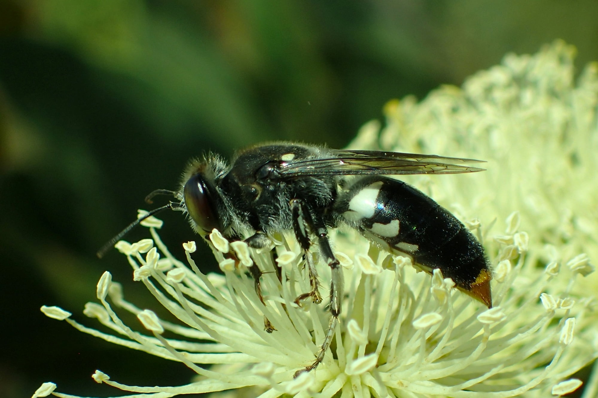 bares an uncanny resemblance to a bee…