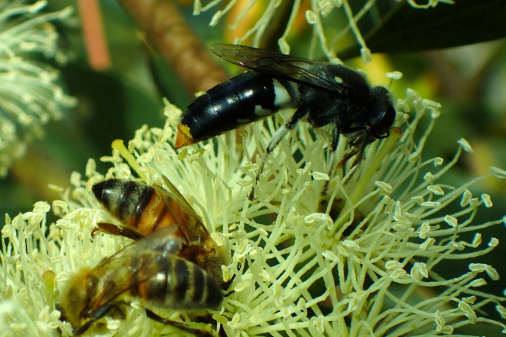 Bembix vespiformis, Geraldton, Midwest WA © Gary Taylor