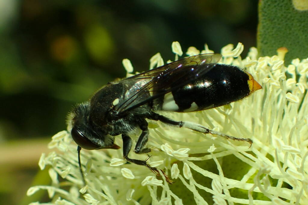 Bembix vespiformis, Geraldton, Midwest WA © Gary Taylor