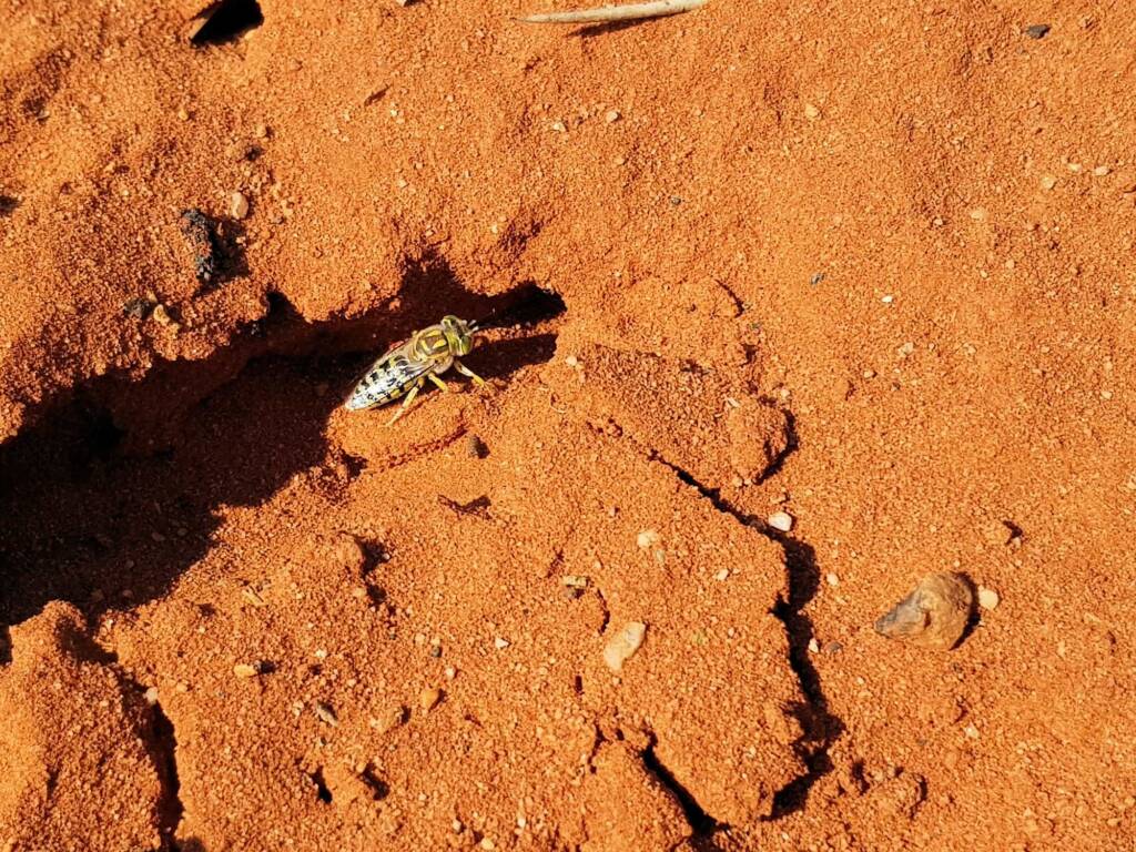 Genus Bembix (Sand Wasp), Alice Springs Desert Park NT