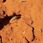 Genus Bembix (Sand Wasp), Alice Springs Desert Park NT