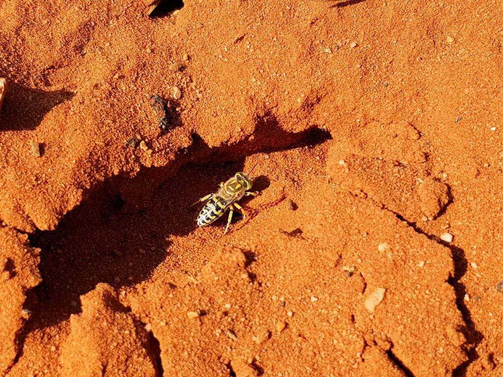 Genus Bembix (Sand Wasp), Alice Springs Desert Park NT