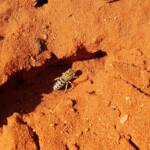 Genus Bembix (Sand Wasp), Alice Springs Desert Park NT