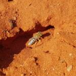 Genus Bembix (Sand Wasp), Alice Springs Desert Park NT
