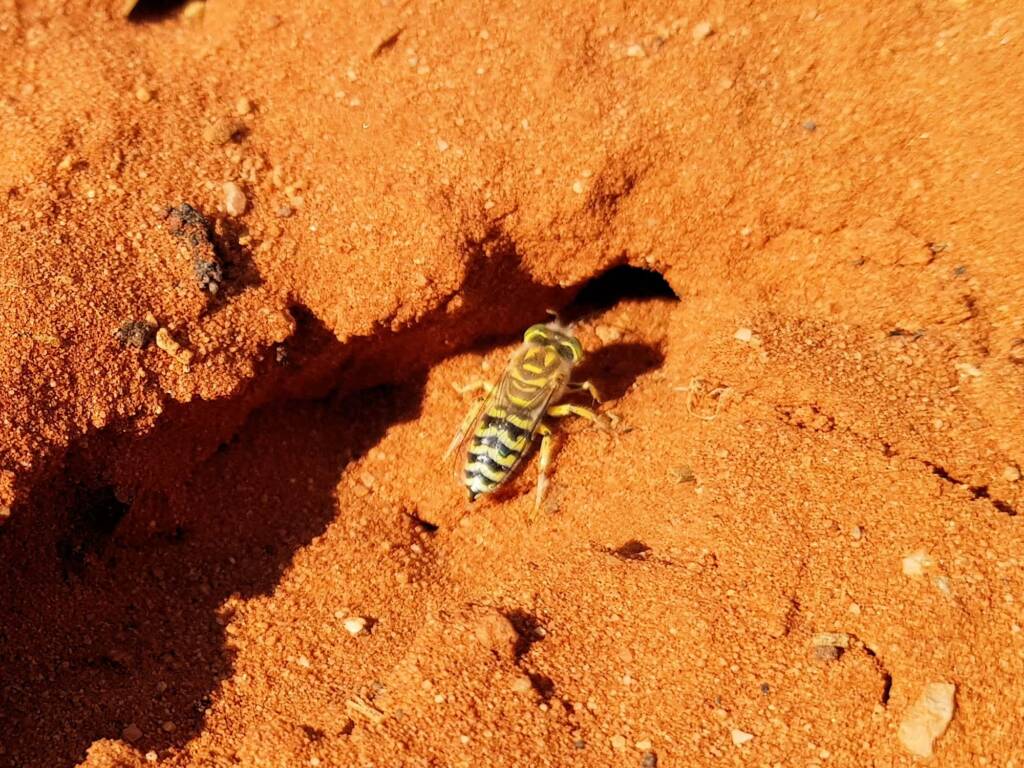 Genus Bembix (Sand Wasp), Alice Springs Desert Park NT