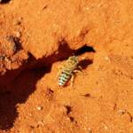 Genus Bembix (Sand Wasp), Alice Springs Desert Park NT